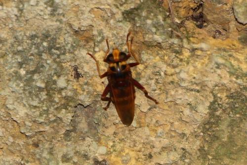 Réf. 314 924 : Milesia crabroniformis